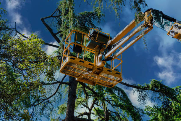 Large Tree Removal in Atlantic Beach, FL